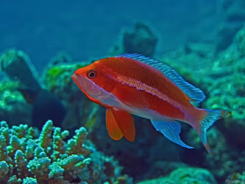 Pseudanthias taeniatus im Aquarium halten (Einrichtungsbeispiele für Rotmeer-Fahnenbarsch)