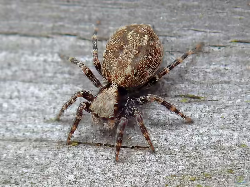 Pseudeuophrys lanigera im Terrarium halten (Einrichtungsbeispiele mit Wollige Mauerspringspinne)