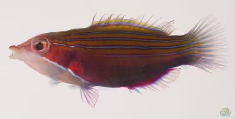 Pseudocheilinus tetrataenia im Aquarium halten (Einrichtungsbeispiele für Vierstreifen-Lippfisch)