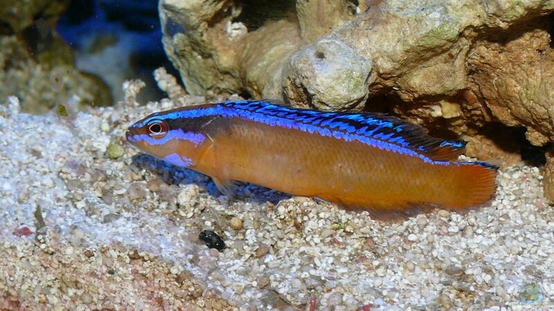 Pseudochromis aldabraensis im Aquarium halten (Einrichtungsbeispiele für Aldabra-Zwergbarsch)  - Pseudochromis-aldabraensisaquarium