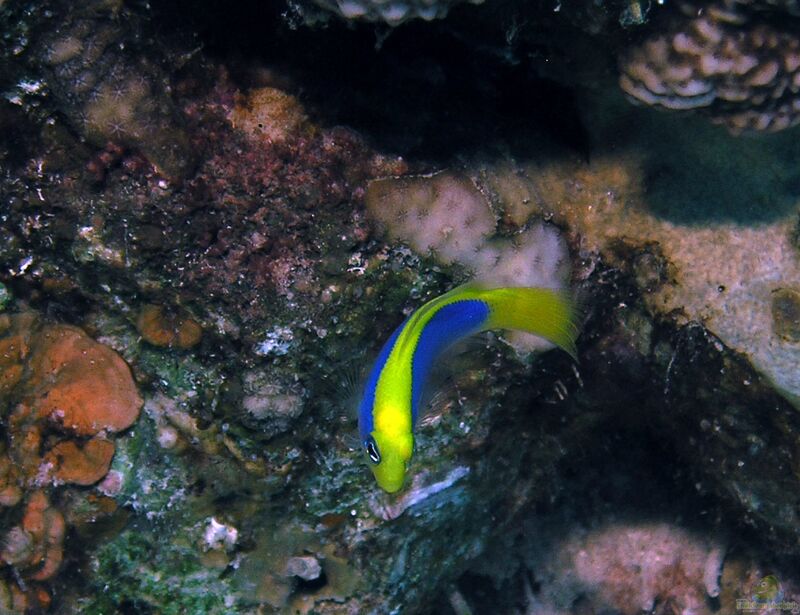 Pseudochromis flavivertex im Aquarium halten (Einrichtungsbeispiele für Gelbrücken-Zwergbarsch)