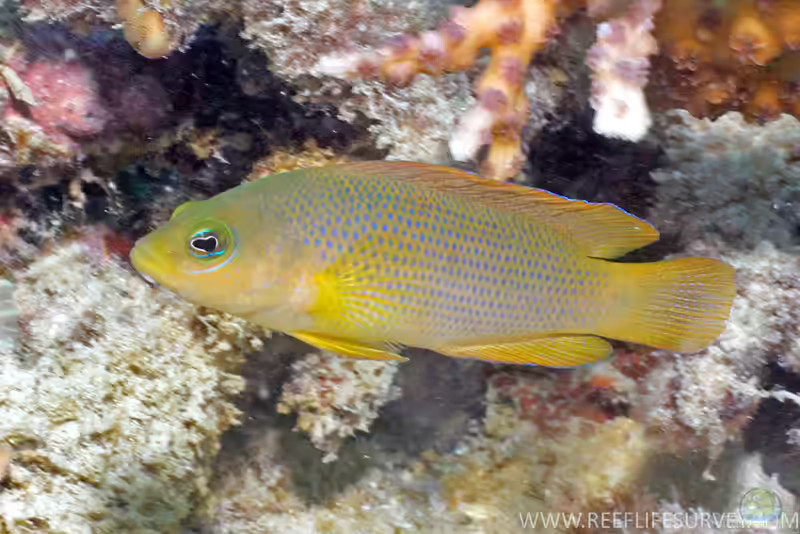 Pseudochromis fuscus im Aquarium halten (Einrichtungsbeispiele für Brauner Zwergbarsch)