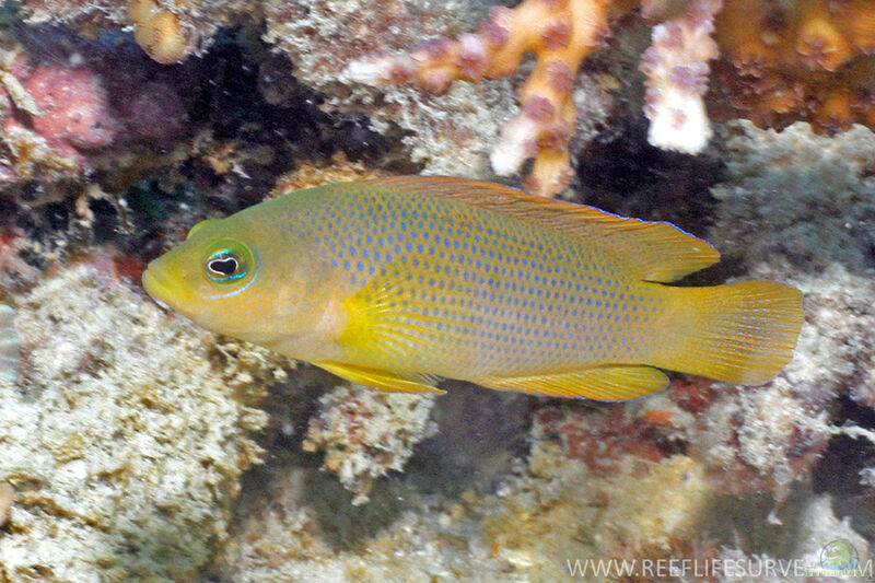 Pseudochromis fuscus im Aquarium halten (Einrichtungsbeispiele für Brauner Zwergbarsch)  - Pseudochromis-fuscusaquarium