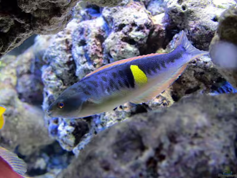 Pseudocoris bleekeri im Aquarium halten (Einrichtungsbeispiele für Bleekers Lippfisch)