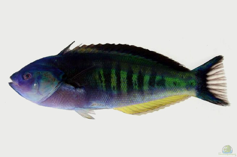 Pseudocoris heteroptera im Aquarium halten (Einrichtungsbeispiele für Torpedo Lippfisch)  - Pseudocoris-heteropteraaquarium