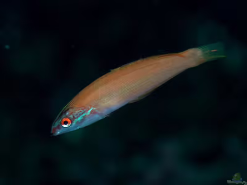 Pseudocoris yamashiroi im Aquarium halten (Einrichtungsbeispiele für Rotpunkt-Junker)