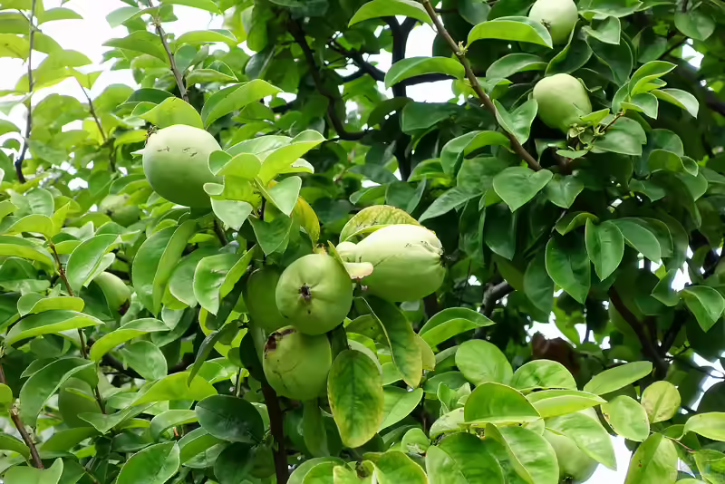 Pseudocydonia sinensis im Garten pflanzen (Einrichtungsbeispiele mit Holz-Quitte)