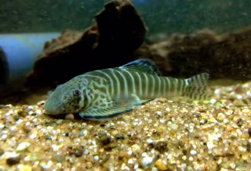 Pseudogastromyzon fasciatus im Aquarium halten (Einrichtungsbeispiele für Chinesischer Zebra-Flossensauger)