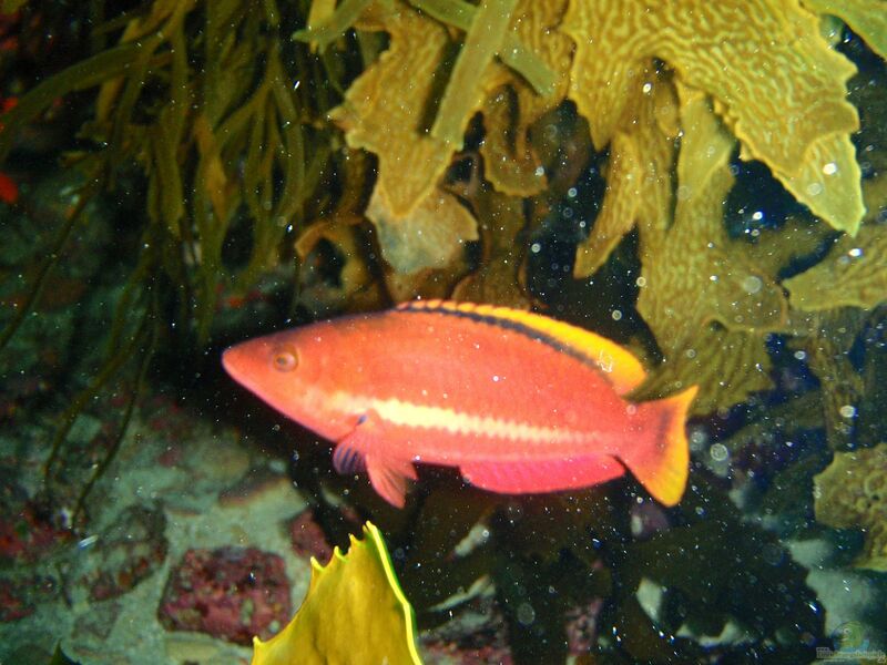 Pseudolabrus biserialis im Aquarium halten (Einrichtungsbeispiele für Weißband-Lippfisch)  - Pseudolabrus-biserialisaquarium