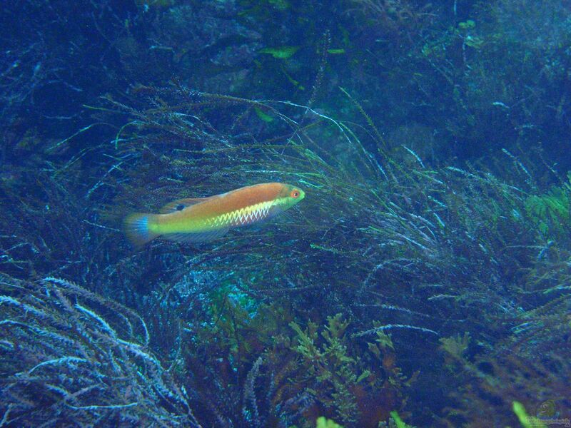 Pseudolabrus miles im Aquarium halten (Einrichtungsbeispiele für Weißkiemen-Lippfisch)  - Pseudolabrus-milesaquarium