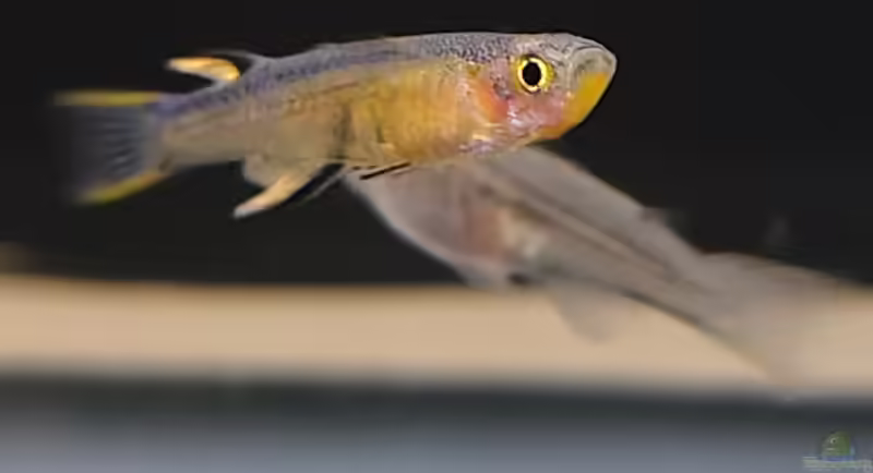 Pseudomugil cyanodorsalis im Aquarium halten (Einrichtungsbeispiele mit Blaurücken-Blauauge)