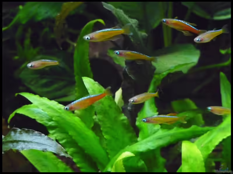 Pseudomugil luminatus im Aquarium halten (Einrichtungsbeispiele mit Paskas Blauauge)