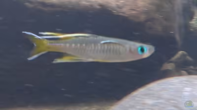 Pseudomugil signifer im Aquarium halten (Einrichtungsbeispiele mit Pazifik-Blauauge)