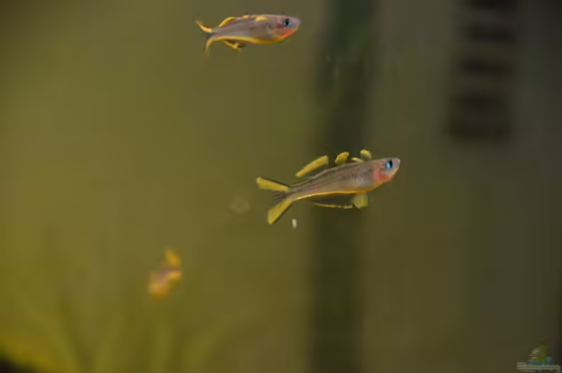Pseudomugilidae im Aquarium halten (Einrichtungsbeispiele mit Blauaugen)