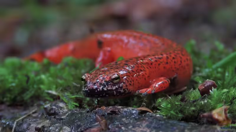 Pseudotriton ruber im Terrarium halten (Einrichtungsbeispiele mit Rotsalamander)