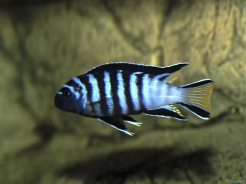 Pseudotropheus elongatus mpanga im Aquarium halten (Einrichtungsbeispiele mit Pseudotropheus elongatus mpanga)