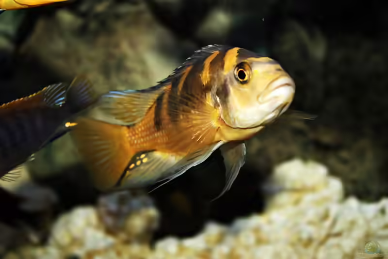 Pseudotropheus: Farbenfrohe Mbuna aus dem Malawisee (Einrichtungsbeispiele mit Pseudotropheus-Arten)