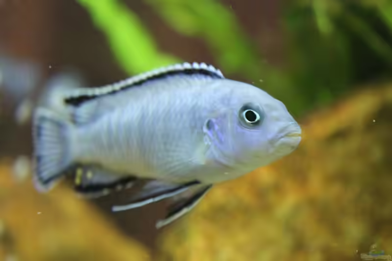 Pseudotropheus socolofi im Aquarium halten (Einrichtungsbeispiele mit Eisblauer Maulbrüter)