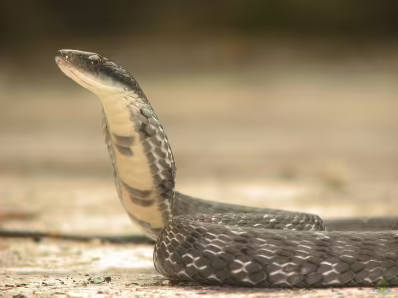 Psuedoxenodon macrops im Terrarium halten (Einrichtungsbeispiele mit Großaugen-Gebirgswassernatter)