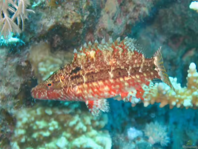 Pteragogus cryptus im Aquarium halten (Einrichtungsbeispiele für Lembeh-Zwerglippfisch)