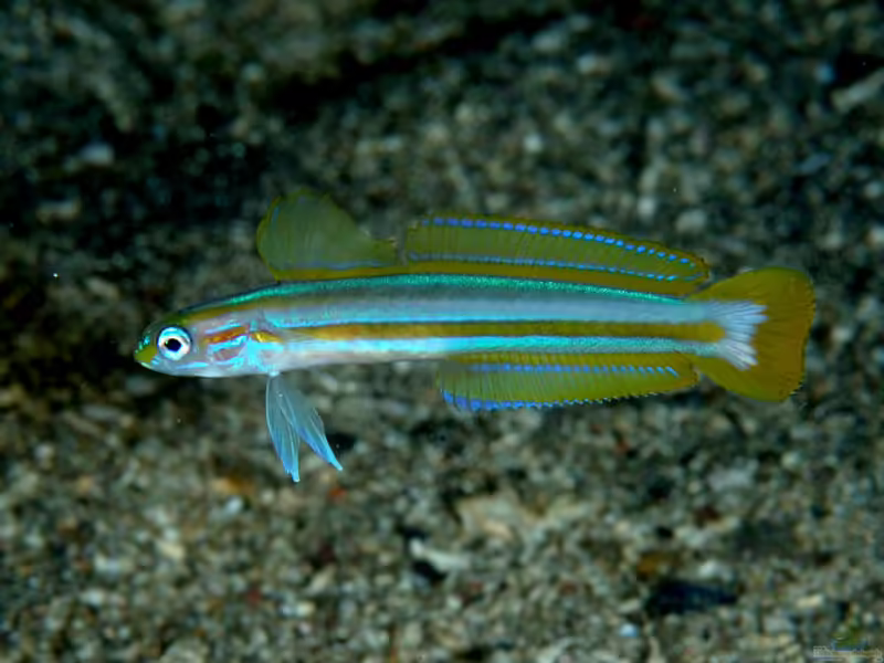 Ptereleotris grammica im Aquarium halten (Einrichtungsbeispiele für Streifen-Pfeilgrundel)