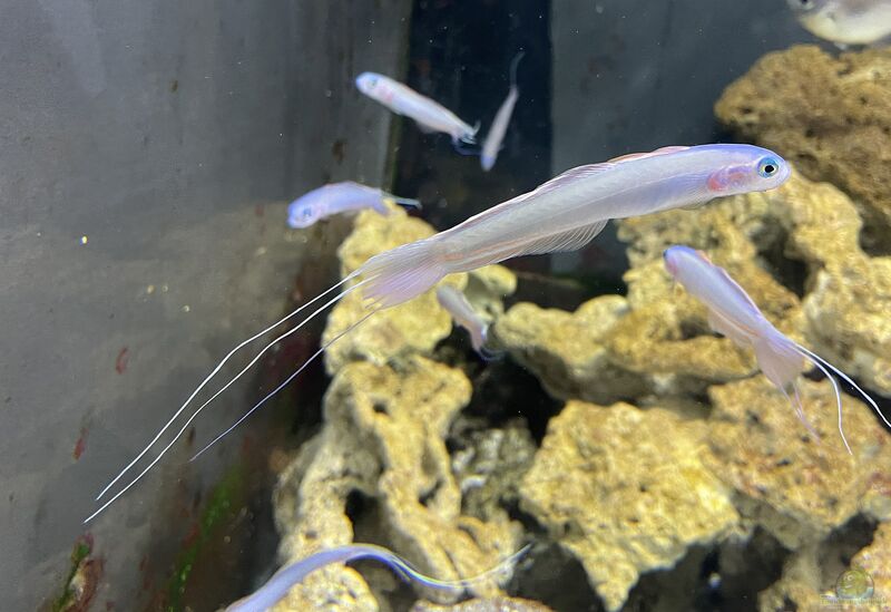 Ptereleotris hanae im Aquarium halten (Einrichtungsbeispiele für Blaue Hana-Grundel)