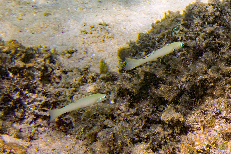 Ptereleotris microlepis im Aquarium halten (Einrichtungsbeispiele für Blaukopf-Torpedogrundel)