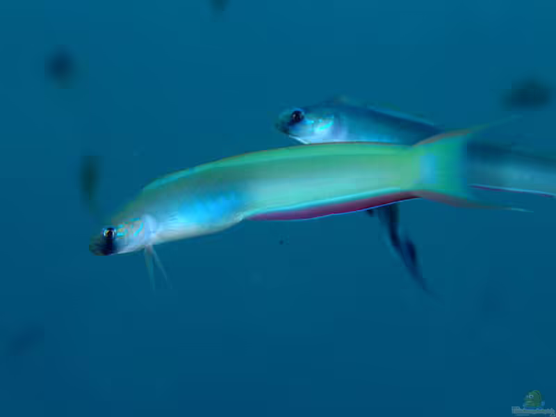 Ptereleotris monoptera im Aquarium halten (Einrichtungsbeispiele für Geister-Torpedogrundel)