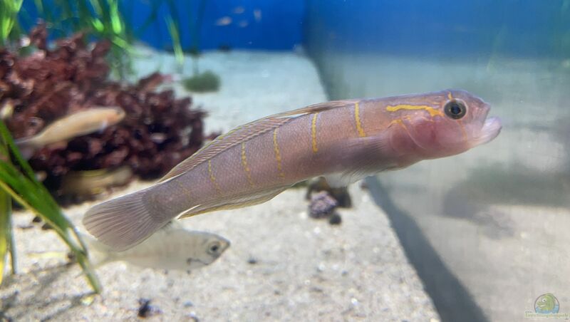 Pterogobius zonoleucus im Aquarium halten (Einrichtungsbeispiele für Pterogobius zonoleucus)