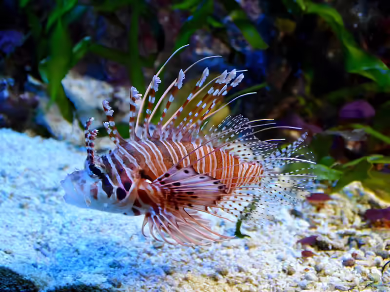 Pterois antennata im Aquarium halten (Einrichtungsbeispiele für Antennen-Feuerfisch)