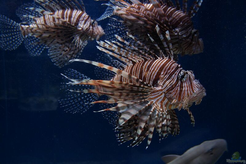 Pterois lunulata im Aquarium halten (Einrichtungsbeispiele für Japanischer Feuerfisch)  - Pterois-lunulataaquarium