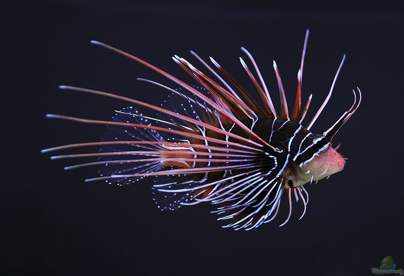 Pterois radiata im Aquarium halten (Einrichtungsbeispiele für Strahlen-Rotfeuerfisch)