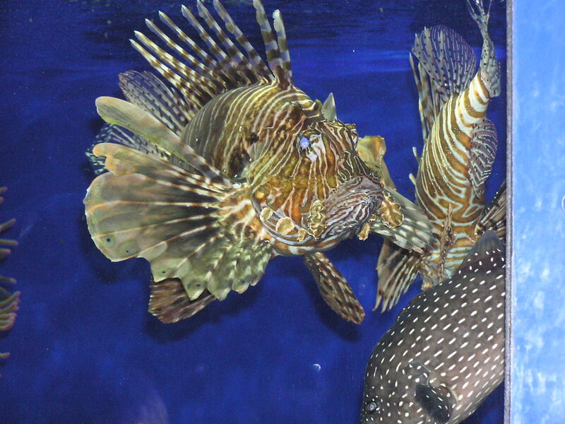 Pterois russelii im Aquarium halten (Einrichtungsbeispiele für Russels Feuerfisch)