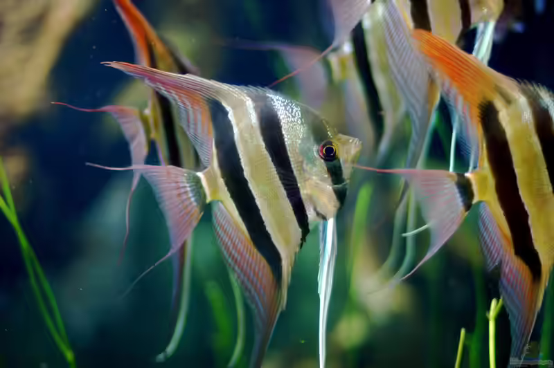Pterophyllum altum im Aquarium halten (Einrichtungsbeispiele mit Hoher Segelflosser)