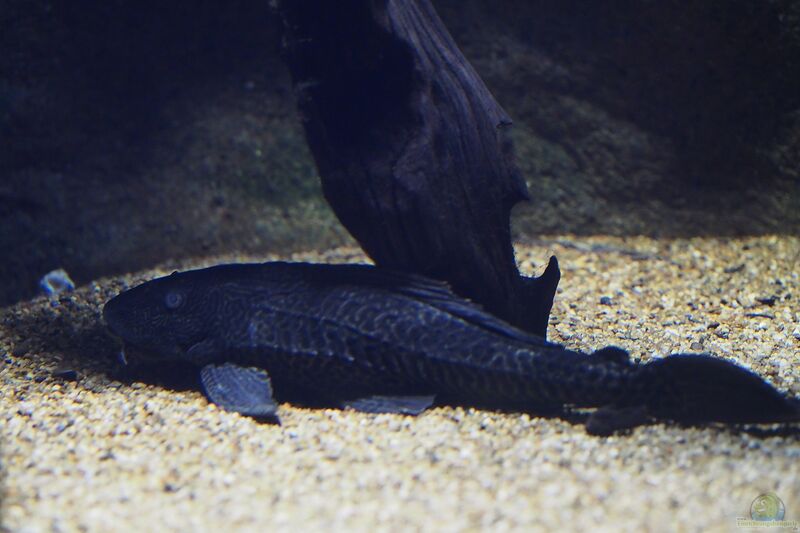 Pterygoplichthys disjunctivus im Aquarium halten (Einrichtungsbeispiele für Linien-Segelschilderwelse)  - Pterygoplichthys-disjunctivusaquarium