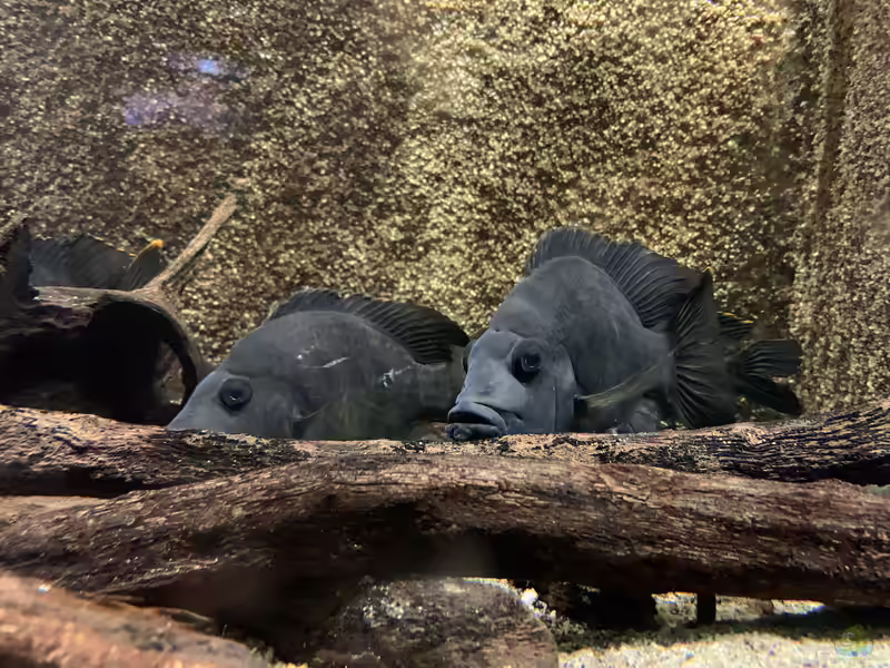Ptychochromis oligacanthus im Aquarium halten (Einrichtungsbeispiele mit Sambirano-Buntbarsch)