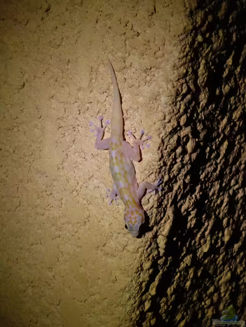 Ptyodactylus ragazzi im Terrarium halten (Einrichtungsbeispiele für Ragazzis Blattfingergecko)