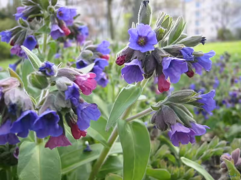 Pulmonaria mollis im Garten pflanzen (Einrichtungsbeispiele mit Weiches Lungenkraut)