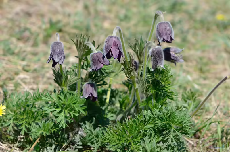Pulsatilla pratensis im Garten pflanzen (Einrichtungsbeispiele mit Wiesen-Kuhschelle)
