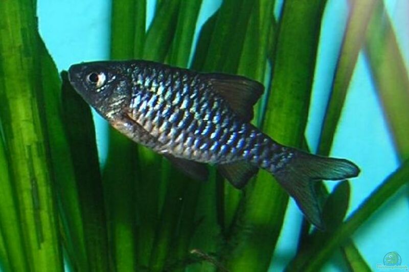 Puntius oligolepis im Aquarium halten (Einrichtungsbeispiele für Eilandbarben)