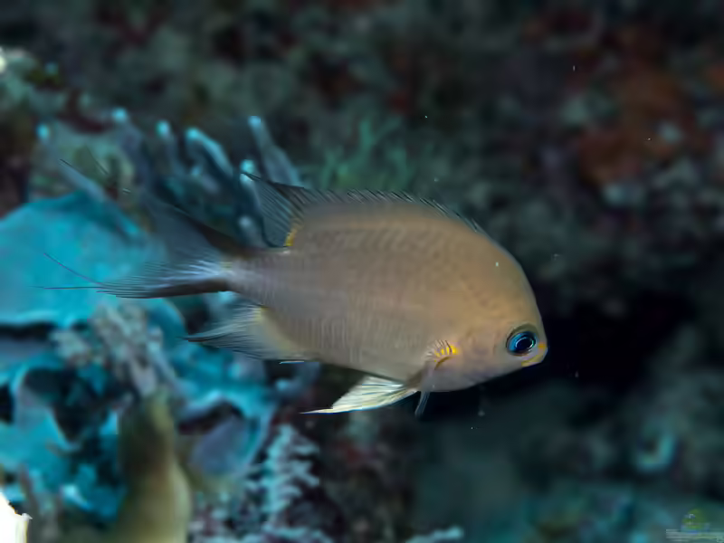 Pycnochromis amboinensis im Aquarium halten (Einrichtungsbeispiele mit Ambon-Riffbarsch)