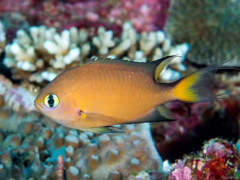 Pycnochromis atripes im Aquarium halten (Einrichtungsbeispiele mit Dunkelflossen-Riffbarsch)