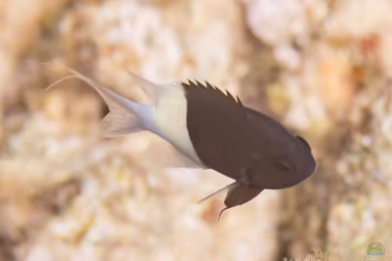 Pycnochromis dimidiatus im Aquarium halten (Einrichtungsbeispiele mit Zweifarben-Schwalbenschwanz)