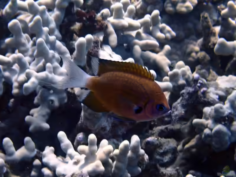 Pycnochromis hanui im Aquarium halten (Einrichtungsbeispiele mit Schokoladen-Riffbarsch)