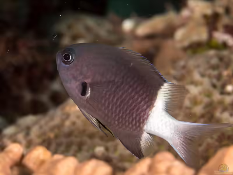 Pycnochromis margaritifer im Aquarium halten (Einrichtungsbeispiele mit Zweifarben-Riffbarsch)