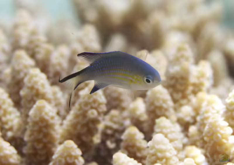 Pycnochromis nigrura im Aquarium halten (Einrichtungsbeispiele mit Schwarzsaum-Riffbarsch)
