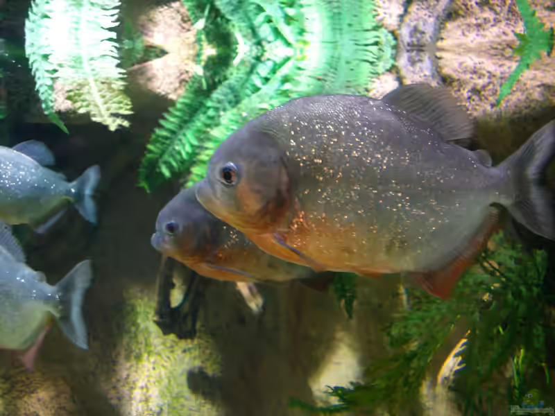 Rote Piranhas im Aquarium halten (Einrichtungsbeispiele für Pygocentrus nattereri)