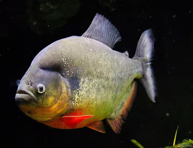 Pygocentrus: Raubfische im Aquarium fachgerecht verstehen und halten (Einrichtungsbeispiele mit Pygocentrus-Arten)