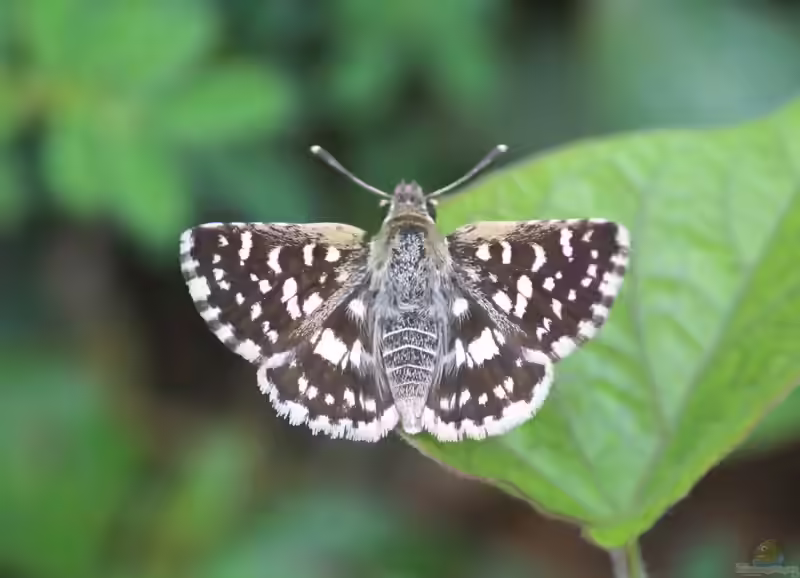 Kleiner Würfel-Dickkopffalter: Pyrgus malvae im Garten (Einrichtungsbeispiele mit Pyrgus malvae)