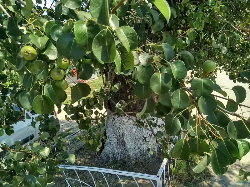 Pyrus pyraster im Garten pflanzen (Einrichtungsbeispiele mit Wildbirne)